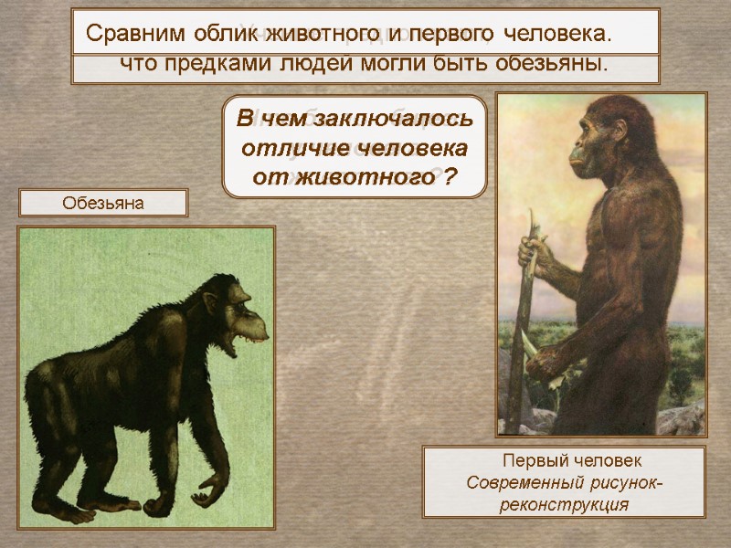 Первый человек  Современный рисунок-реконструкция Ученые предполагают, что предками людей могли быть обезьяны. Обезьяна